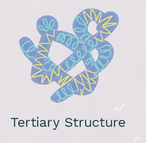 <p>Tertiary Structure</p>