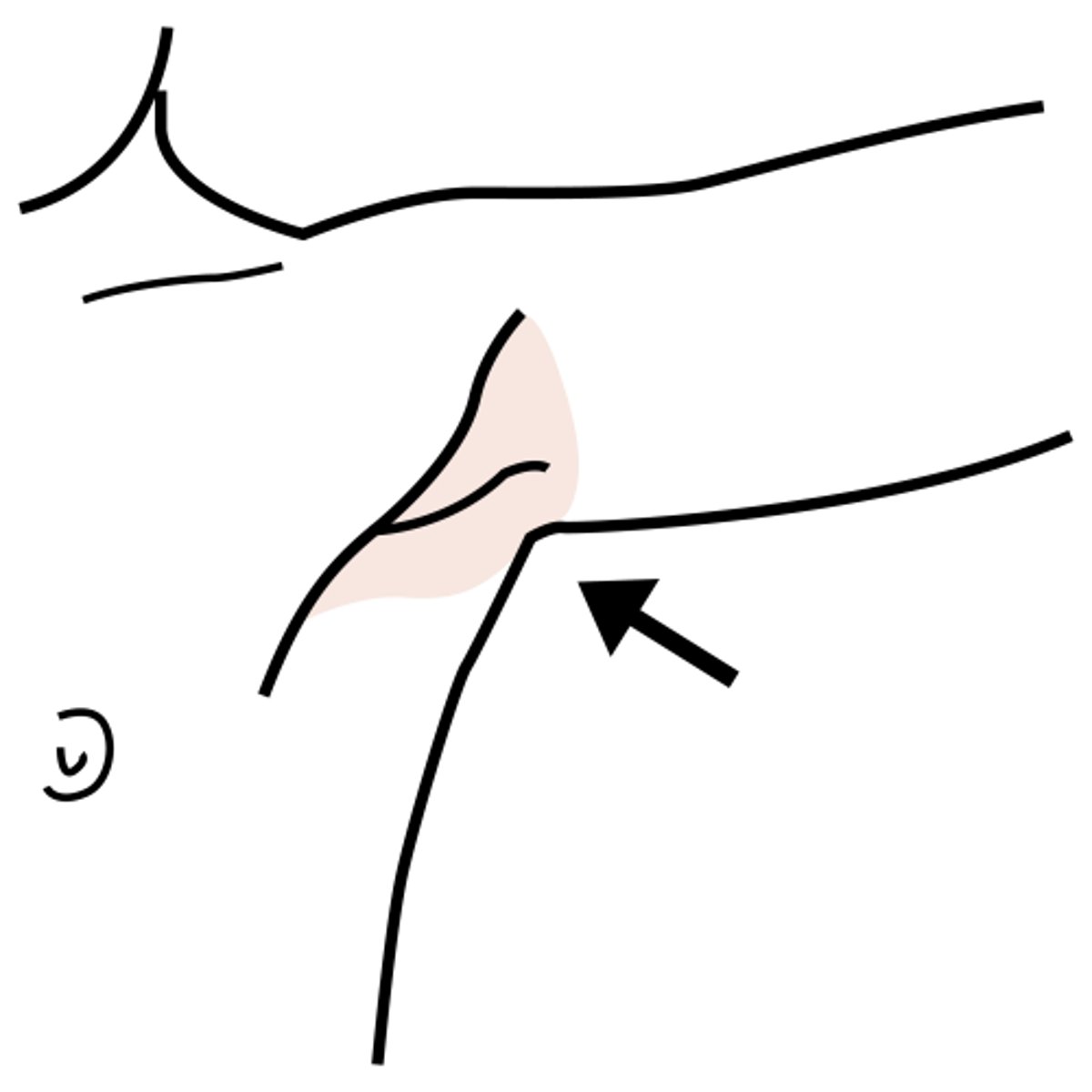 <p>armpit</p>