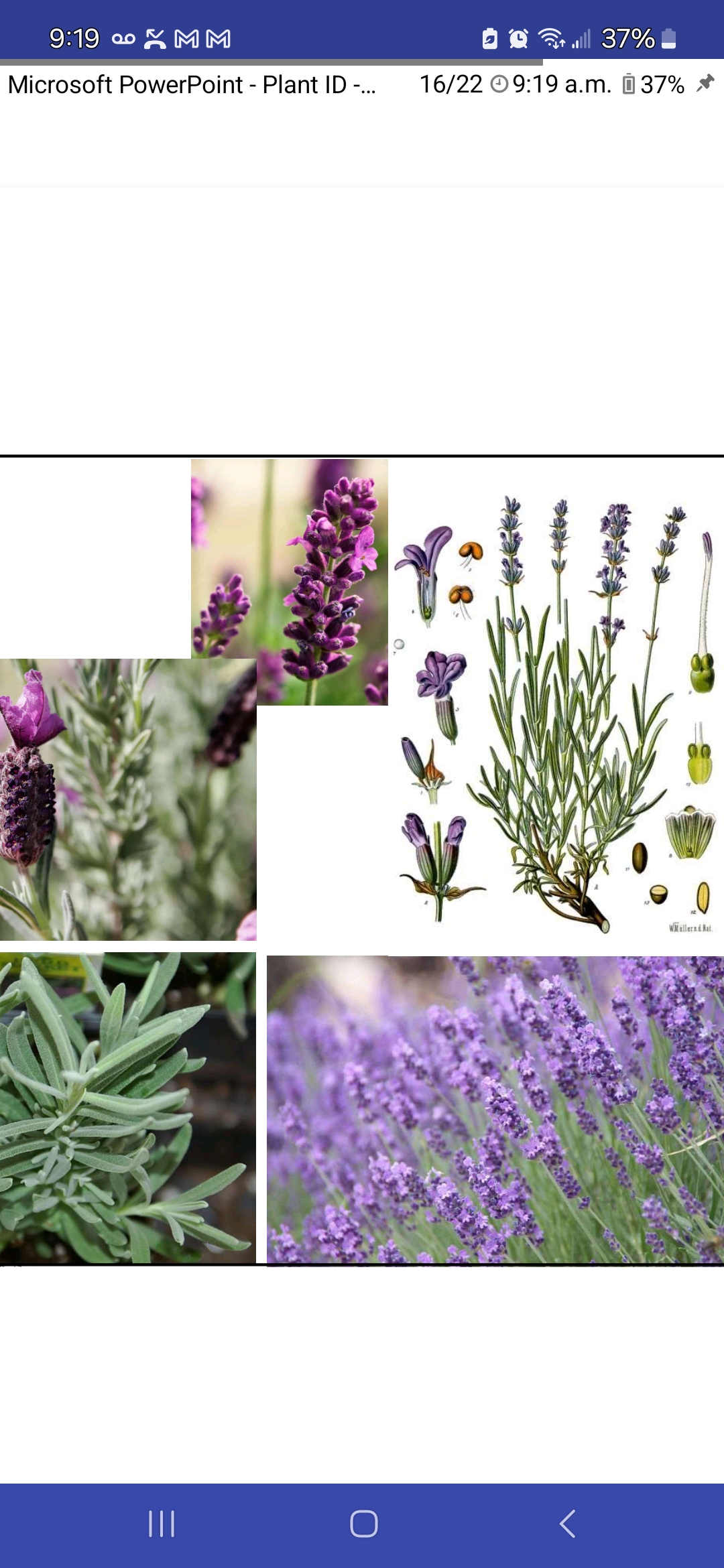 <p>Lavandula angustifolia, Lamiaceae</p>
