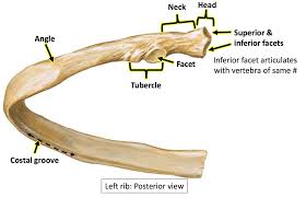 <p>non-human ribs are missing the subcostal groove</p>