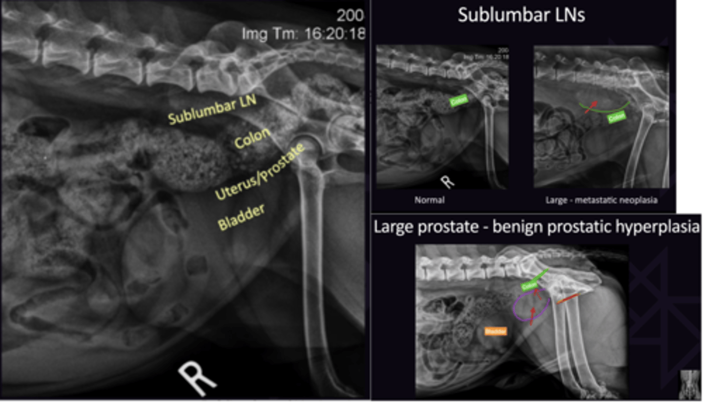 <p>Use lateral View to Assess</p><p>1. Not Seen</p><p>2. Assess for Displacement (Should be half way between spine/pubis</p><p>3. Not Seen</p><p>4. Size/Opacity</p><p>5. Often Seen if Neutered</p>