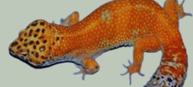 <p>What pattern is this Gecko?</p>