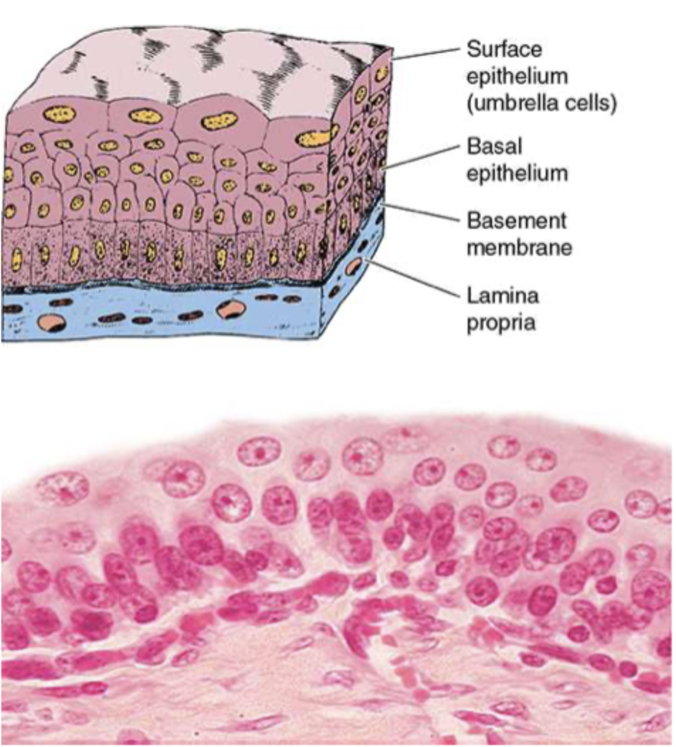 <p>multiple cell layers</p>
