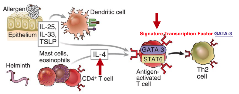 <p><strong>IL-4</strong> (IL-25, IL-33, TSLP)</p><ul><li><p>IL-4 produced by mast cells, eosinophils</p></li><li><p>others produced by epithelium</p></li></ul><p></p>