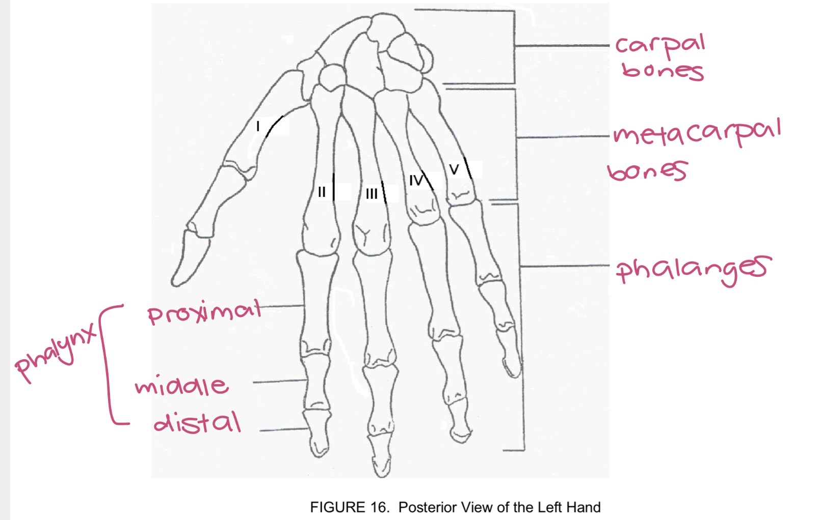 <p>phalanges</p>