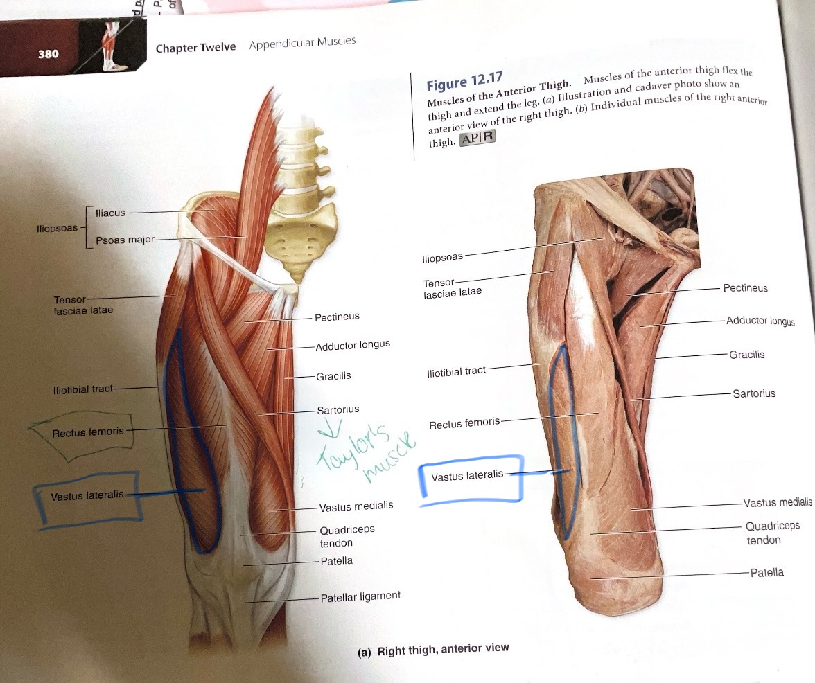 <p>Origin:Greater trochanter and linea aspera</p><p>Insertion: Tibial tuberosity</p><p>Action: Extend knee</p>