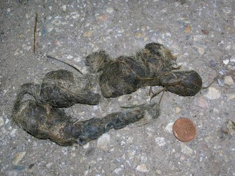 <p>Canid scat and scrapes.</p><p>Both are often used to communicate via pheromones from feet.</p>