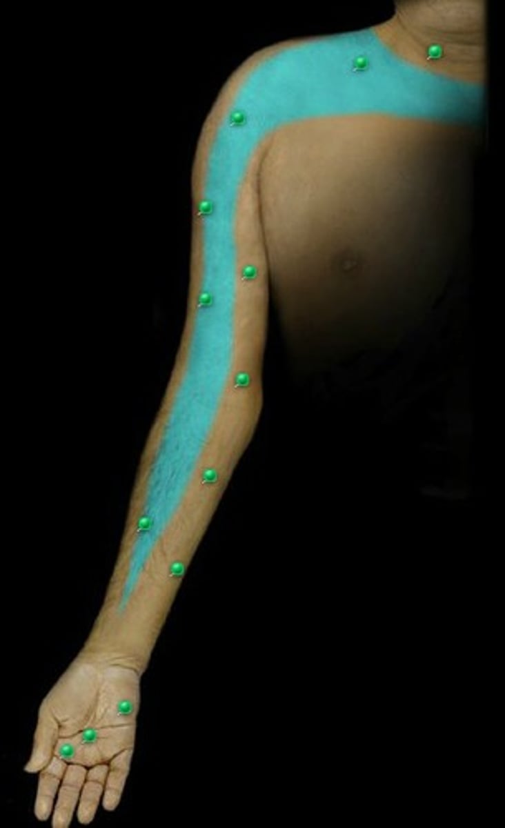 <p>Dermatome: Delt, Anterior arm to base of thumb</p><p>Muscles innervated: Supraspinatus, infraspinatus, delt, biceps</p><p>Reflexes (if any): Biceps, brachioradialis</p><p>Paresthesias: None</p>