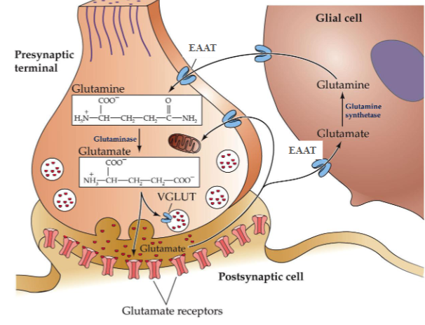 <p>it is converted back to glutamine by glutamine synthetase</p>