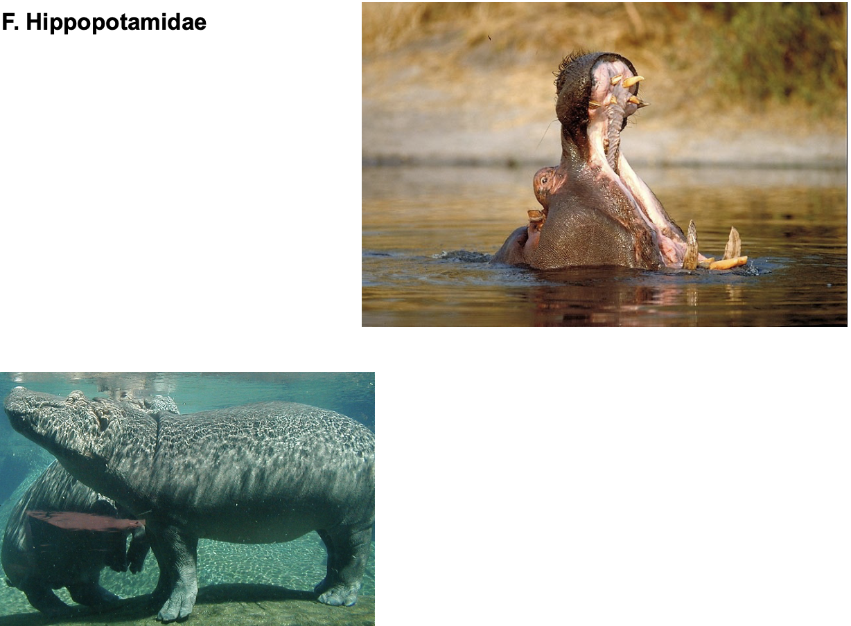 <p>Order? Family? </p>