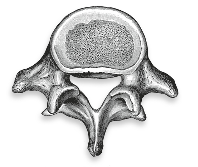 <p>What vertebrae is this?</p>