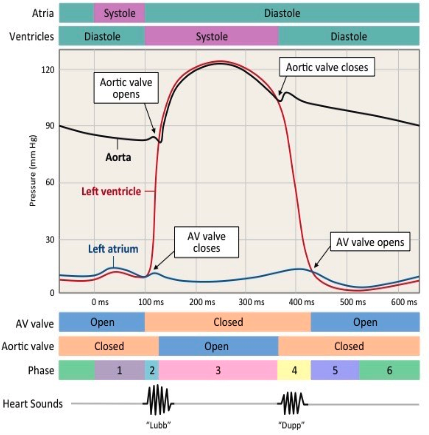 <p>ventricles contract (and atria relax):</p><ul><li><p>there is a short delay before the ventricles can contract because ventricles need to fill up completely before contracting</p></li><li><p>atrioventricular valves close as pressure in ventricles > pressure in atria</p></li><li><p>semi lunar valves open as pressure in ventricles > pressure in arteries</p></li><li><p>blood moves from ventricles to pulmonary artery/aorta</p></li></ul><p></p>