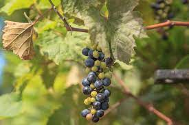 Wild Grape