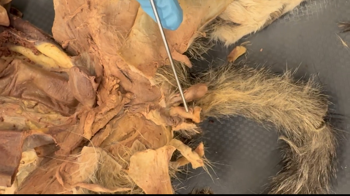 <p>Probe points to what</p>