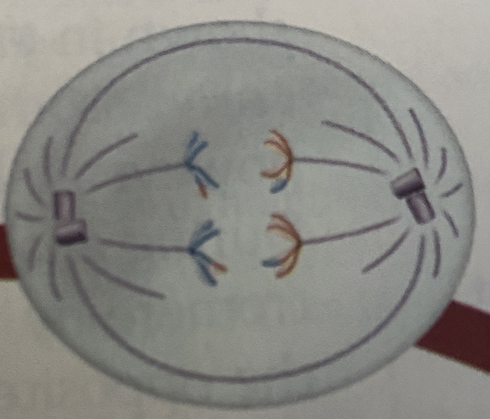 <p>What stage of Meiosis is this?</p>