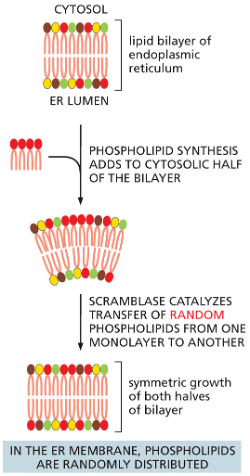 <p>In the endoplasmic recticulum </p><ul><li><p>new phospholipids are made by enzymes bound to the cytosolic surface of the ER. </p></li></ul><p>Scrambalase</p><ul><li><p>type of transporter protein that removes randomly selected phospholipids from 1 half of the bilayer and then inserts them to the other half</p></li><li><p>the enzyme that transfers phospholipids</p></li><li><p>result: symmetric growth of both halves of the bilayer </p></li></ul><p></p>