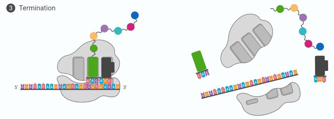 <p>Stop codon encountered in A-site, release factor enters. H2O molecule added to final position, AA releases. Polypeptide chain undergoes further modification.</p>