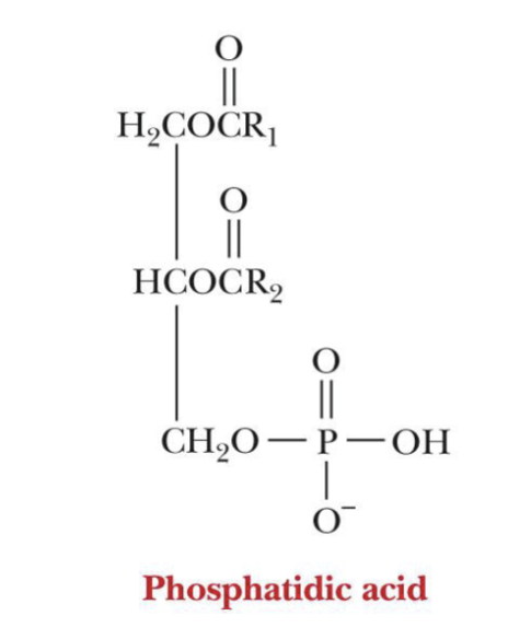 <p>One alcohol group of phosphoric acid ?</p>