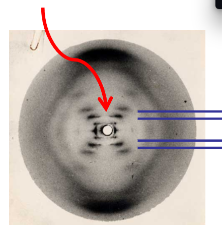 <p>Rosalind Franklins X-ray picture; showed base stacking from the black lines and because of the X shape were able to uncover that DNA is helical in nature</p>