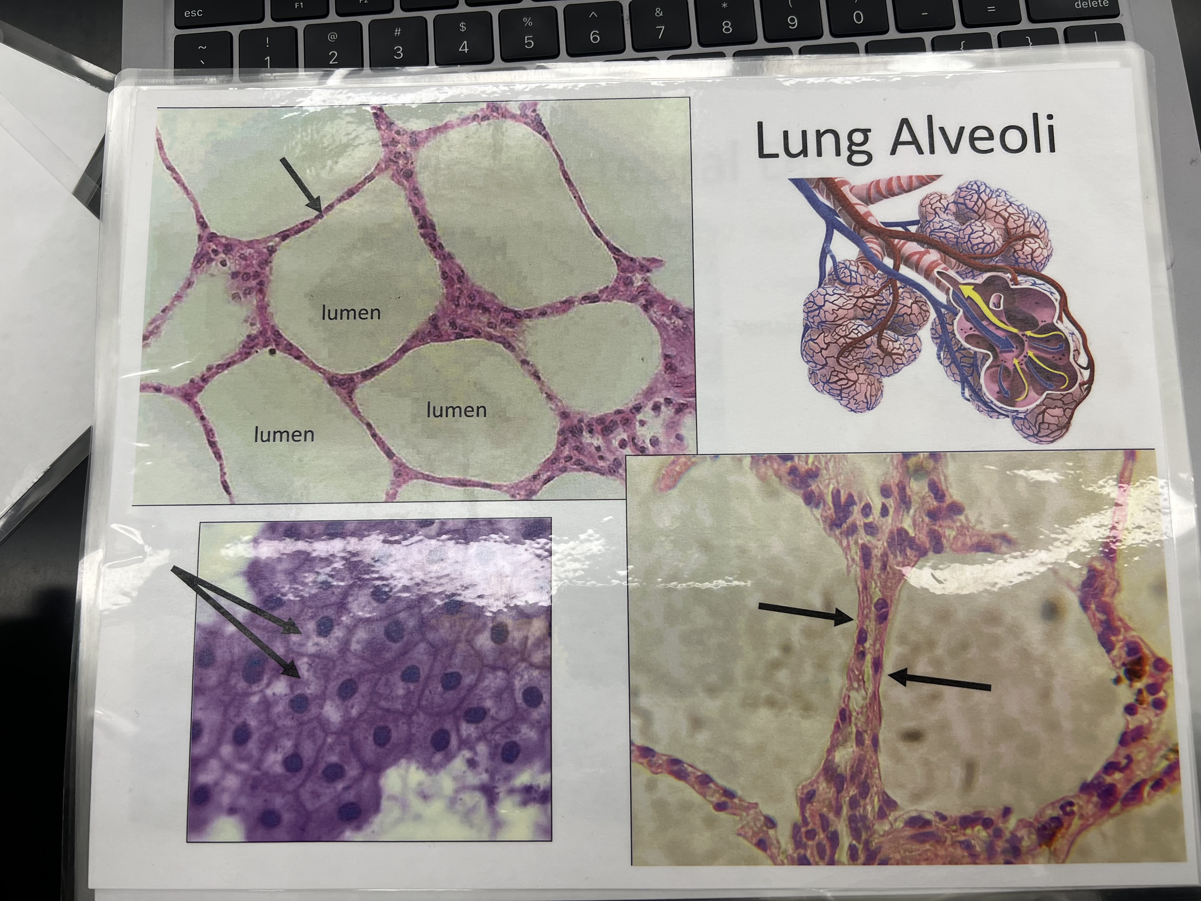<p>Location: Alveoli of lungs &amp; blood vessels</p><p>Function:Absorption and diffusion</p><p>Structure: single layer of flat cell</p>