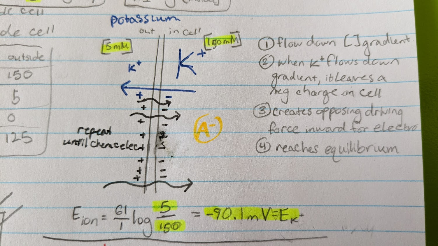 <p>final Ek+ = -90mV</p>