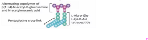 <ul><li><p>Polysaccharide cross-link = alternating copolymer of Beta 1→4- N -acetyl-D-glucosamine + N-acetylmuramic acid</p></li><li><p>Peptide links L-Ala-D-Glu-L-Lys-D-Ala tetrapeptide</p></li><li><p>Pentaglycine Cross-link by short peptides</p></li></ul><p></p>