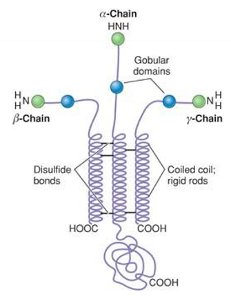 <ul><li><p>Basement membrane proteins (characteristic cross-shape)</p></li><li><p>Heterotrimers (α, β and γ chains); stabilized by disulfide bond</p></li><li><p>Multiple variants of the individual chains exist.</p></li><li><p>synthesis: ER; assembly: Golgi</p></li><li><p>Interact with  basement membrane proteins and integrins (cell receptor) </p></li></ul><p></p>