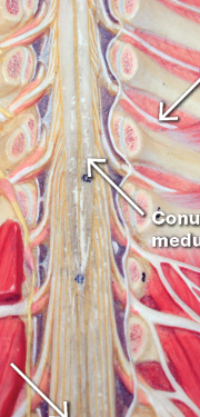 <p>bottom arrow </p>