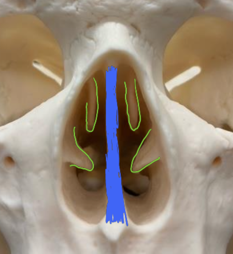 <p>Cavity within a bone</p>