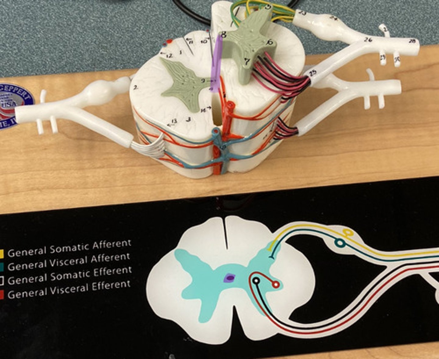 knowt flashcard image