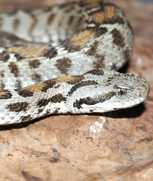 vipers (colubriodea)

\

1. long fangs that fold against roof of mouth when not in use
2. terrestrial, semi-aquatic, arboreal