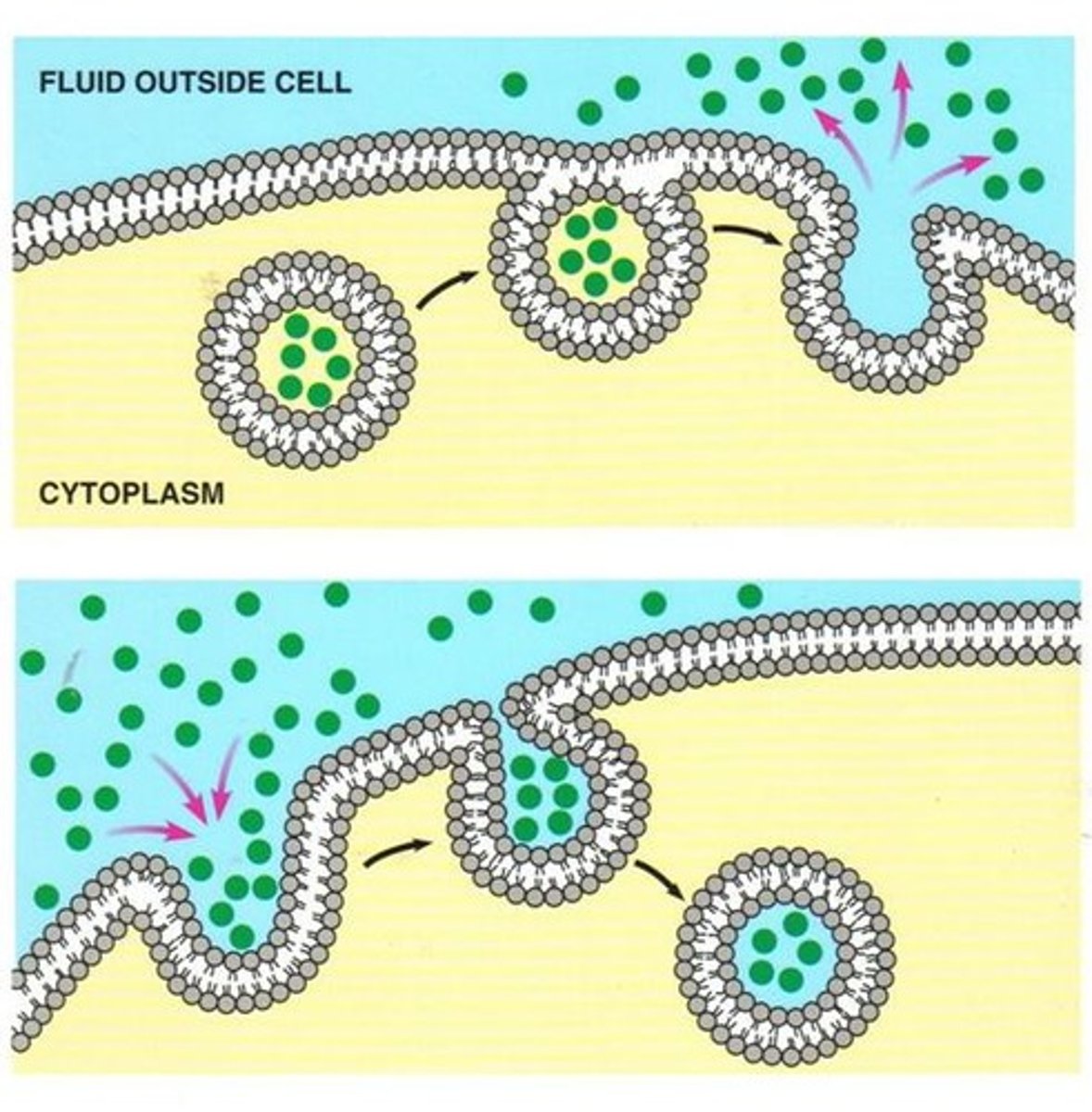 <p>Transport of substances from inside the cell to outside of the cell using vesicles.</p>