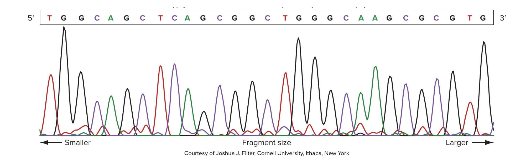 <ol><li><p>sequence chromatogram</p></li><li><p>text file</p><ul><li><p>computer’s interpretation</p></li><li><p>errors common near the start and end (bc peaks are closer tg → less chance ddNTPs bind there) </p><p></p></li></ul></li></ol><p>note: the pic is a sequence chromatogram </p>