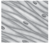 <p>What muscle tissue is this?</p>
