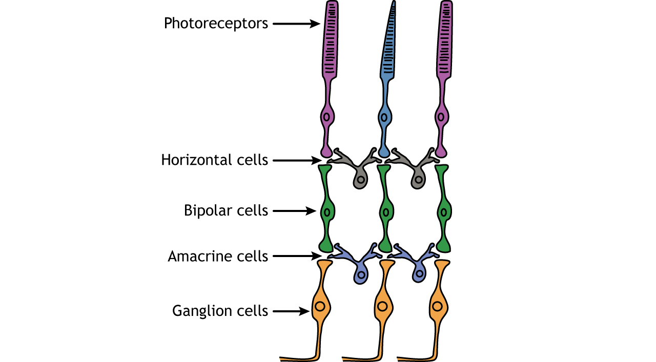 <p>Receive electrical impulse from photoreceptors and pass to ganglion cells</p>