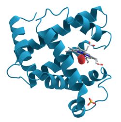 → Protein Model

* Shows Polypeptide bonds
* emphasizes its most conspicuous folding patterns