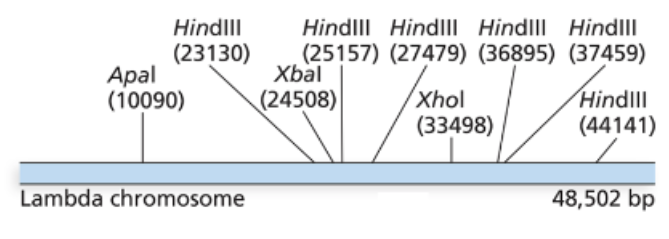 <p>Below is the genome of Lambda phage (48,502 bp in total, ~48.5kb). The physical locations of<br>various restriction sites on the genome are also labelled in parentheses. If we treat the lambda<br>phage’s DNA by the restriction enzymes XbaI and XhoI, after fully digestion, what are the<br>expected number of fragments?</p>