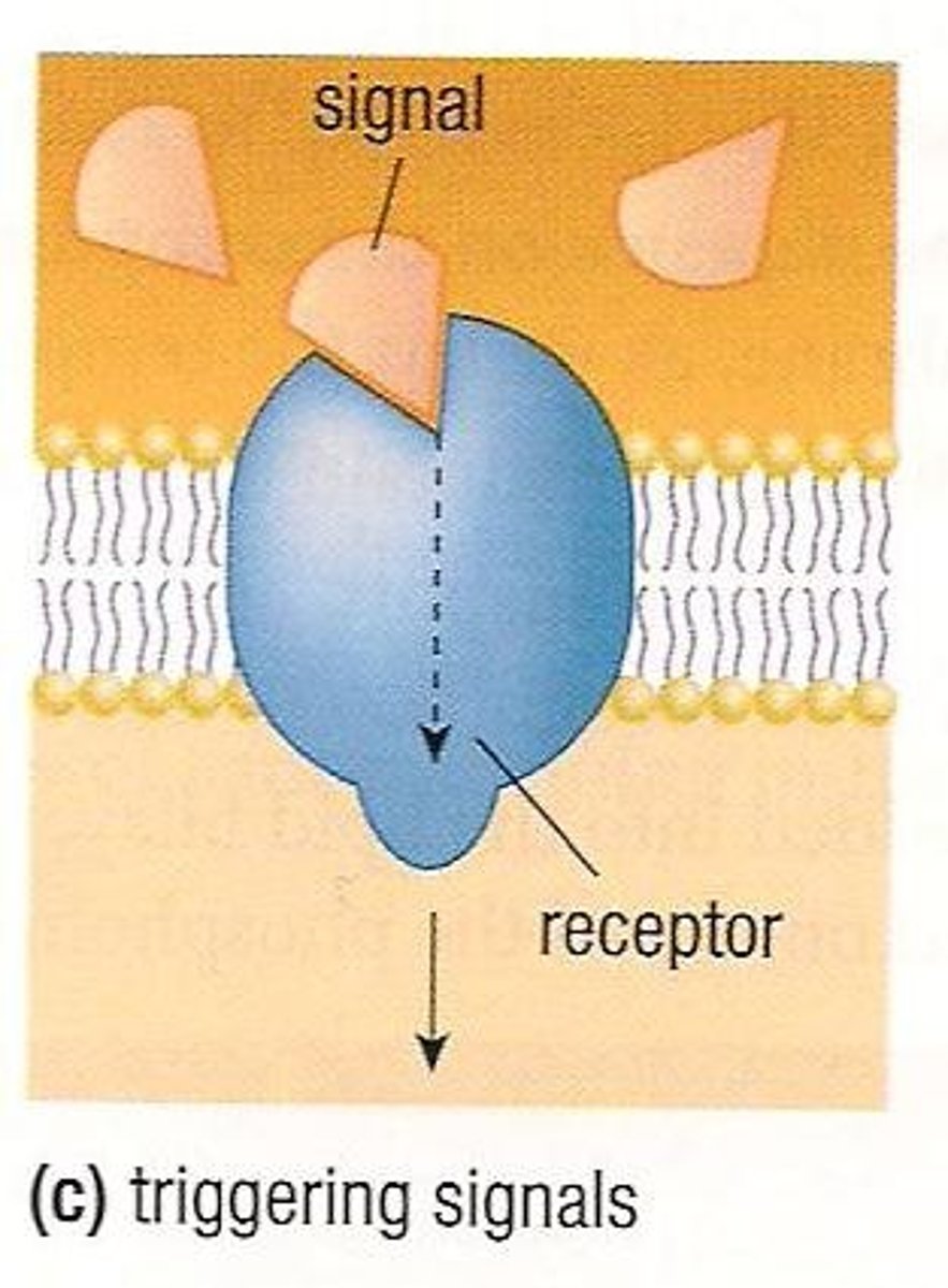<p>The function of membrane proteins that bind to chemicals and cause changes within the cell.</p>