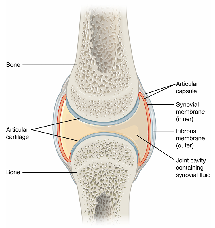 <p>joint cavity contains synovial fluid</p><p>articular cartilage caps bones</p><p>articular capsule</p><ul><li><p>inner layer of synovial membrane, secretes fluid</p></li><li><p>outer layer of fibrous membrane</p></li></ul><p></p>