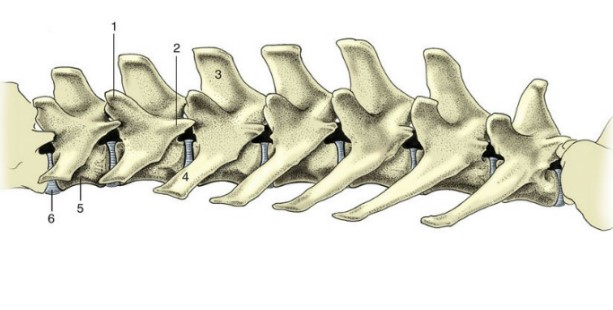 * long transverse process
* most animals have 6-7
* chicken have 14