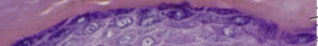 <p>Stratum granulosum</p>
