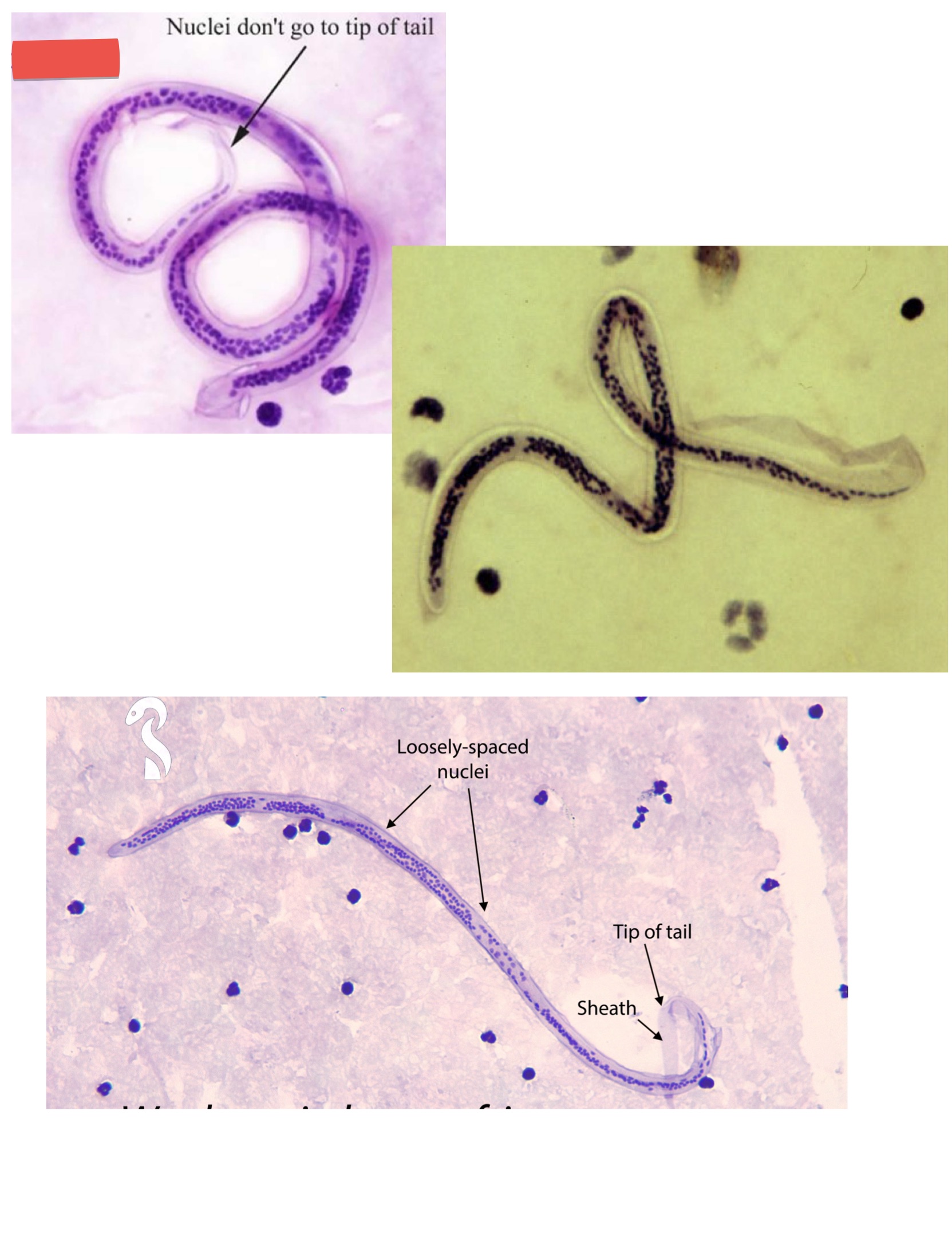term image