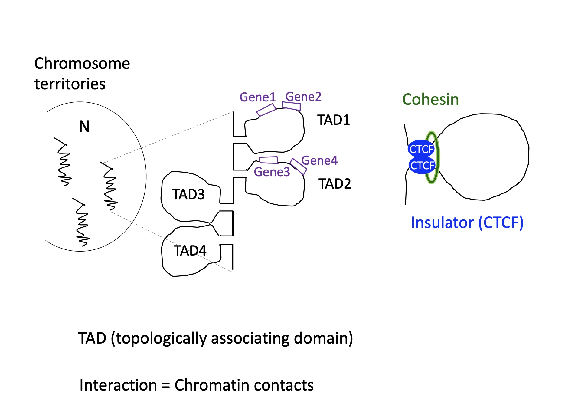 <p>inside chromosomes territories there are TAD domains (topologically associated domain) that are isolated by CTCF insulator proteins so that only the genes present on TAD are transcribed  </p>