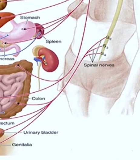 <p><strong>Spinal Cord </strong></p><p>( lower area ) </p>