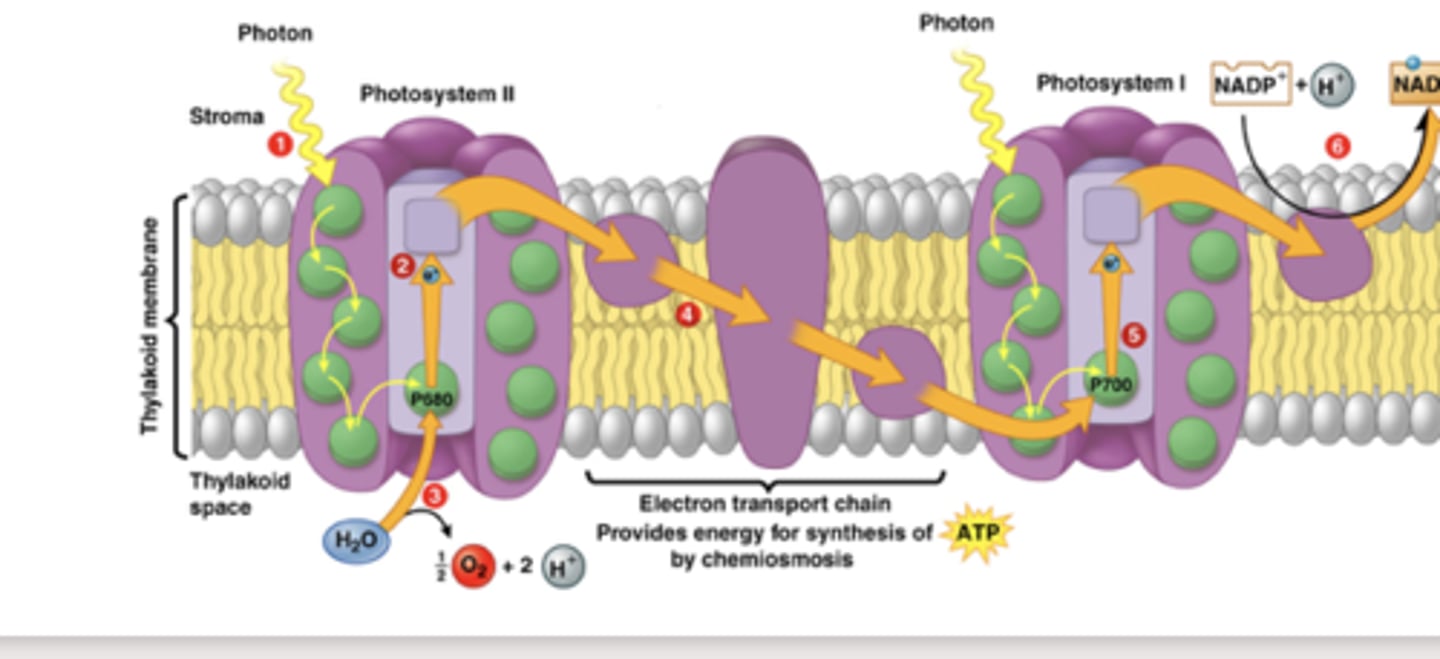 <p>shines a light on an autroph, then measures the rate of electron transport as proxy for primary productivity</p>