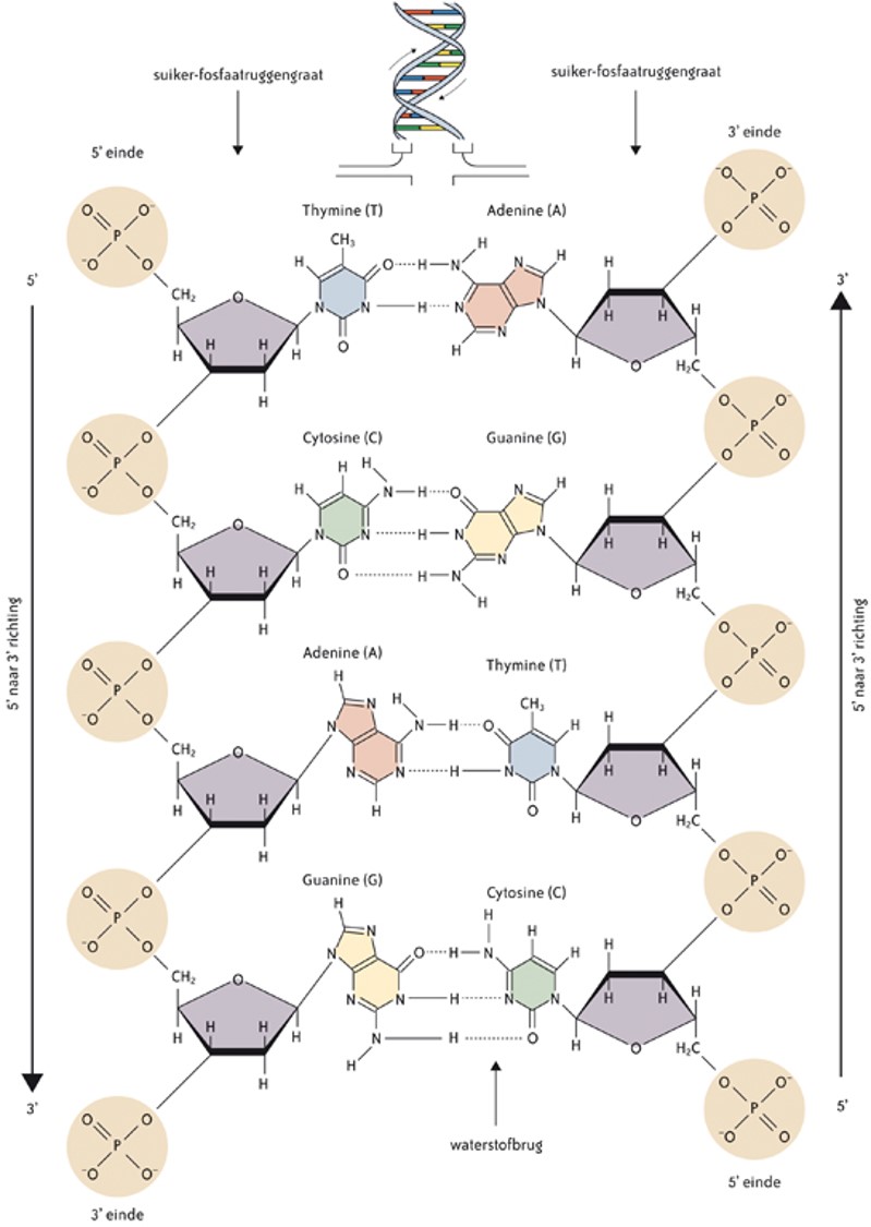 <p>Als je kijkt naar de 2 ketens van DNA, zie je dat ze tegengesteld georiënteerd zijn t.o.v. elkaar:</p><ul><li><p>de linkerstreng is 5’ —&gt; 3’ georiënteerd </p></li><li><p>de rechterstreng is 3’ —&gt; 5’ georiënteerd</p></li></ul>
