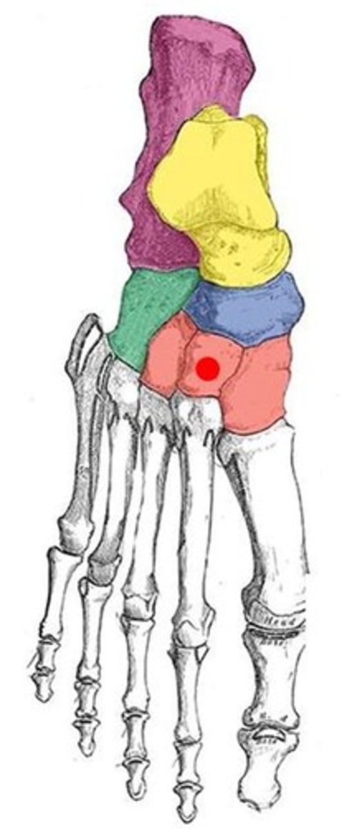<p>ID bone with red dot</p>