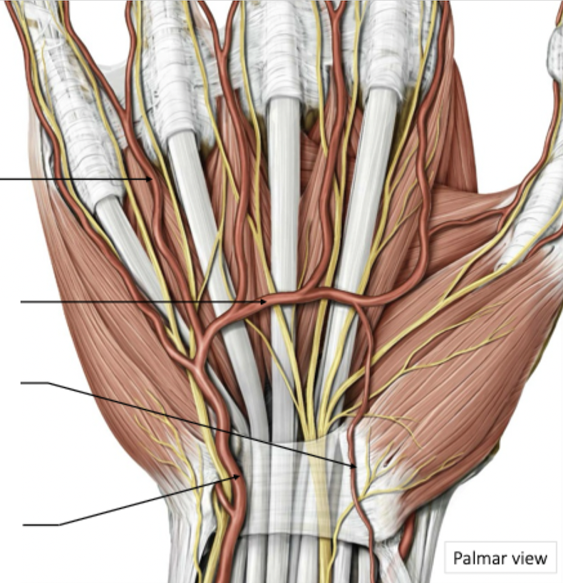 <p>Hand blood supply</p>