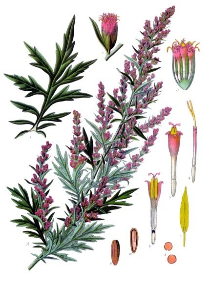 <p><em>Asteraceae -</em> hvězdnicovité</p><p><em>Artemisia vulgaris -</em> pelyněk černobýl</p>