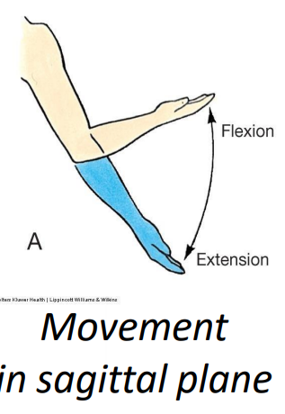 <p>Triceps brachii m (extension)</p>